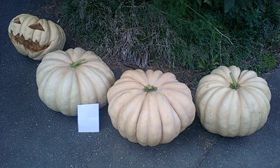 c0163102_2072246.jpg