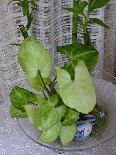 a0123003_1002638.jpg
