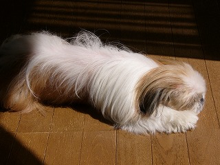 a0123003_9324175.jpg