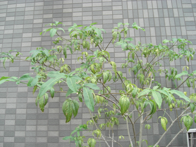 冬季休眠にそなえて_f0226713_15145216.jpg