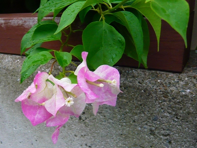 季節??の花★_f0223914_20412860.jpg