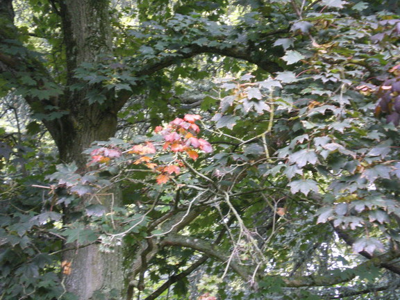 9月の紅・黄・葉・形…お昼寝の在り方_c0124619_6292548.jpg