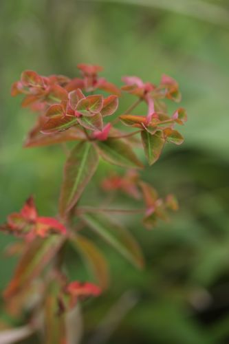 夏の花散歩６７　　タカトウダイ　　_a0040021_226213.jpg