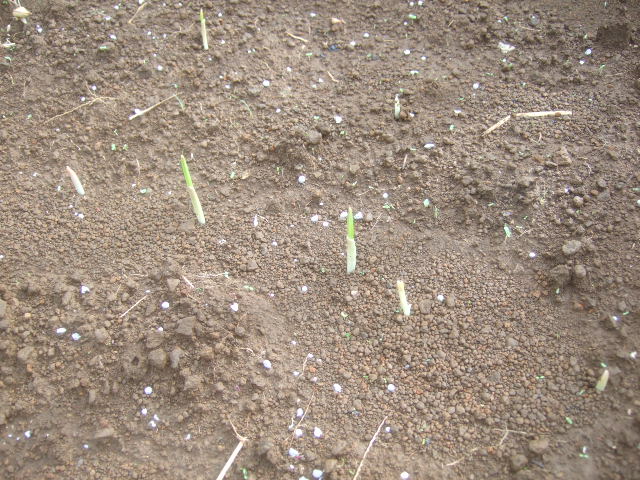 雨模様...種まき繁忙!_b0137932_18452115.jpg