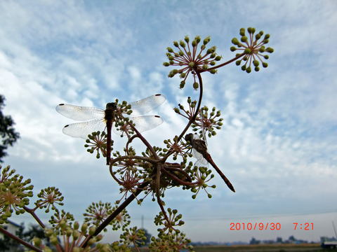 f0020336_2045299.jpg