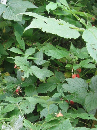 カエデの巨木と聖母、フランコ訪ねて3_f0234936_611392.jpg
