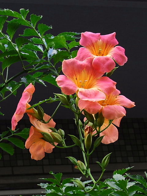 ノウゼンカズラ科の花たち 風に吹かれて ノウゼンカズラ科の花たち 風に吹かれて