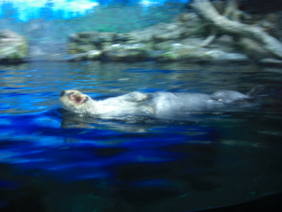 押し花　　　　水族館_f0031546_22243012.jpg