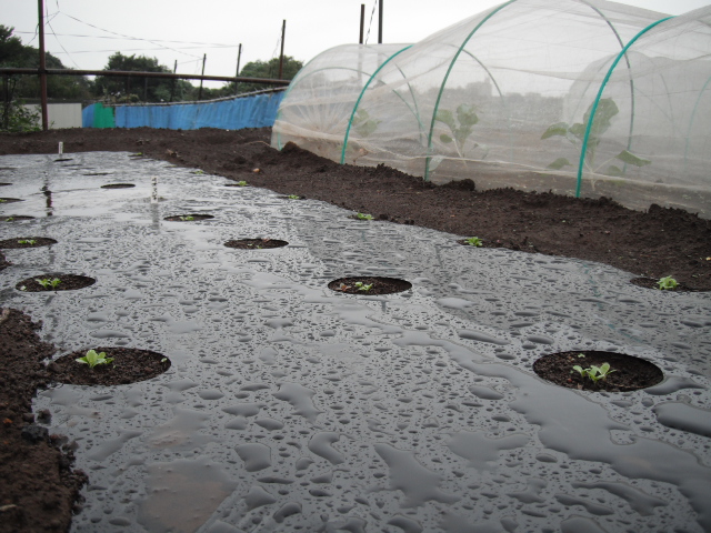 落花生の収穫・・・と栽培種ルーコラの収穫　 朝８時から雨　気温２０度_c0222448_12283049.jpg
