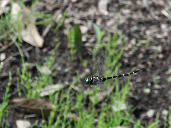 c0045352_2155881.jpg