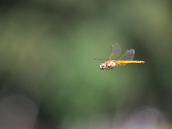 c0045352_2164354.jpg