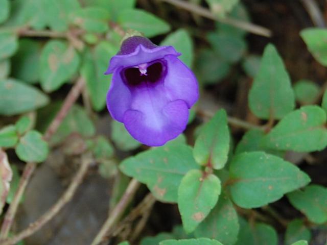 蔓瓜草 ツルウリクサ 新 四季の花