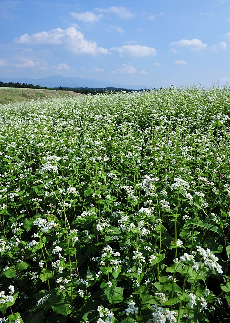 波野村の蕎麦畑　その二_b0131167_1233994.jpg