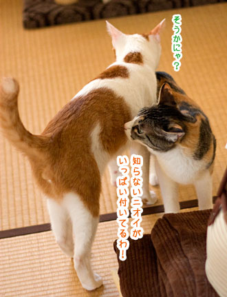 あたしは小梅探検隊!_a0119470_049088.jpg