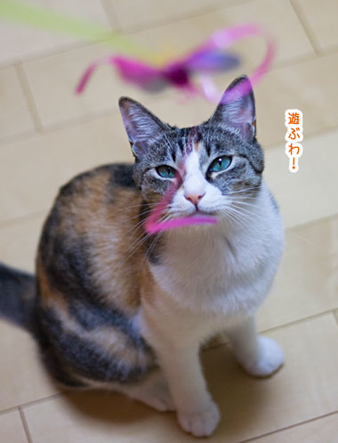 あたしは小梅探検隊!_a0119470_0492395.jpg