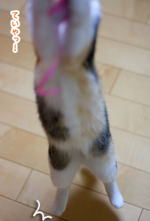あたしは小梅探検隊!_a0119470_0492696.jpg