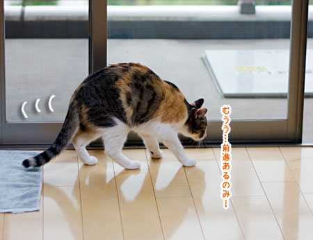 あたしは小梅探検隊!_a0119470_049539.jpg