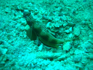 c0039073_19213920.jpg