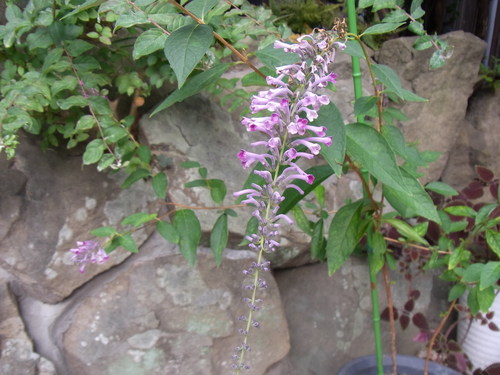 e0181373_2027537.jpg