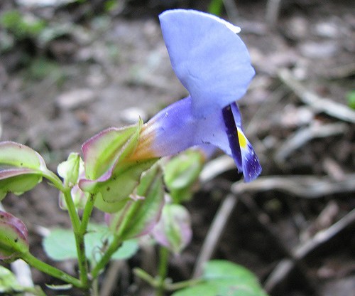 ハナウリクサ コンテリクラマゴケ クサヒバリ 雄 花と葉っぱ
