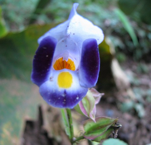 ハナウリクサ コンテリクラマゴケ クサヒバリ 雄 花と葉っぱ