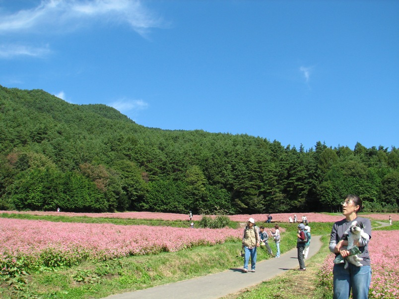 赤そば（高嶺ルビー）の里_c0086188_1791686.jpg