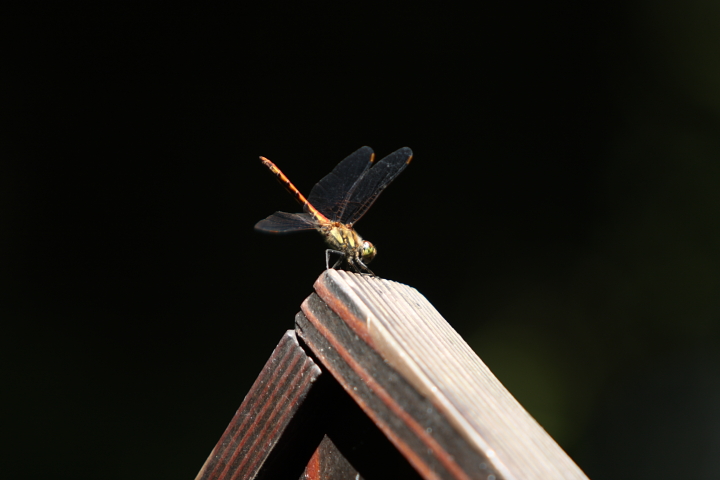 f0164989_02557.jpg