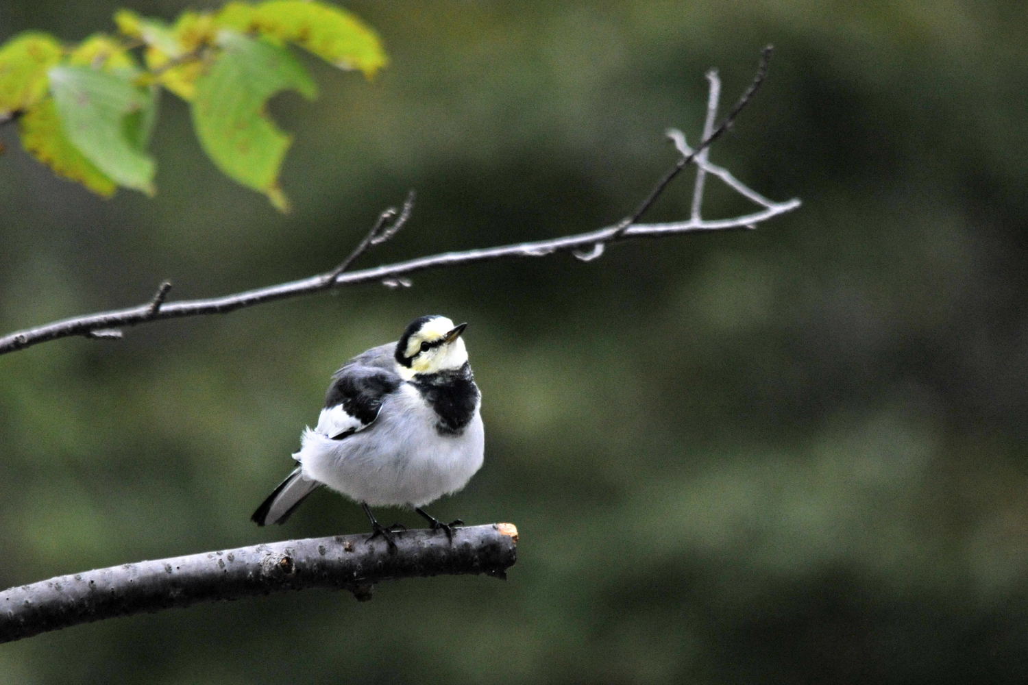 公園＆田園の鳥見_a0143491_0234015.jpg