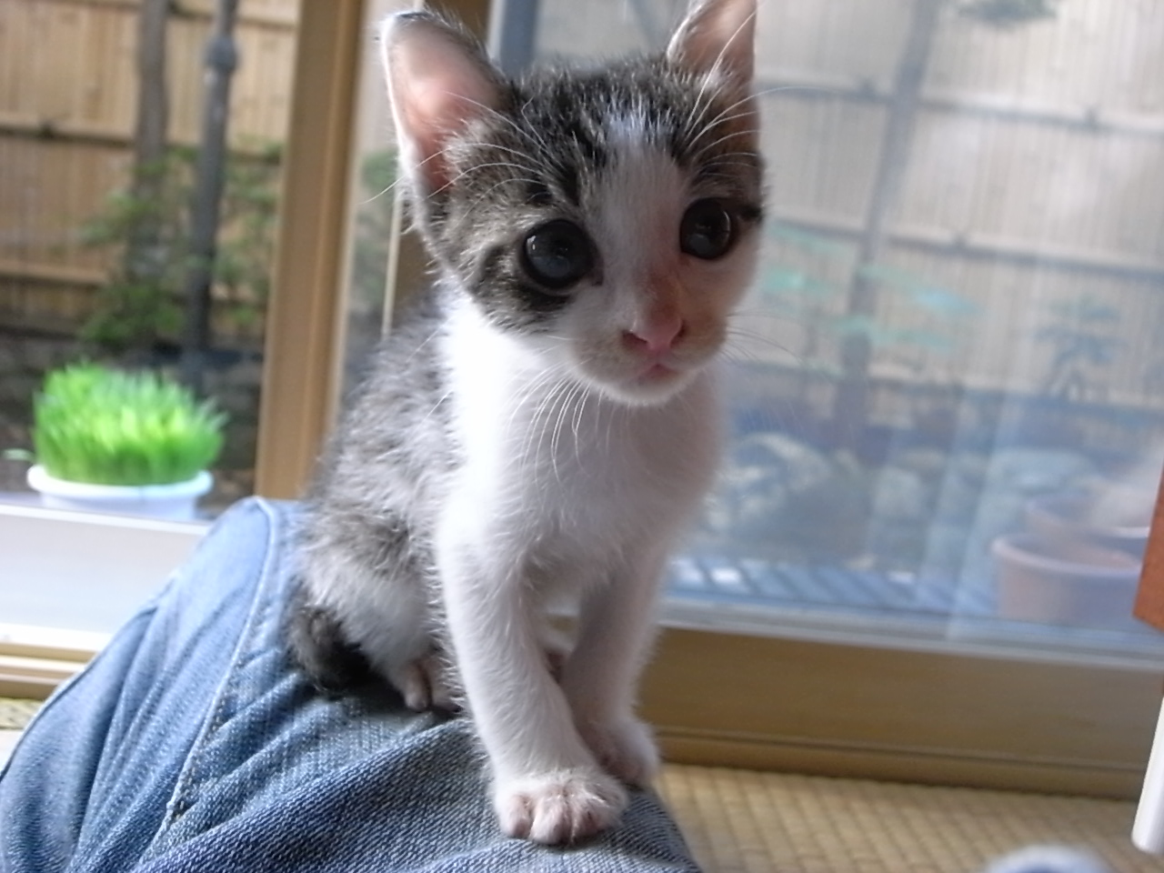 子猫、生後1カ月_d0122797_1525334.jpg
