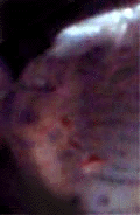 e0103408_13424680.gif