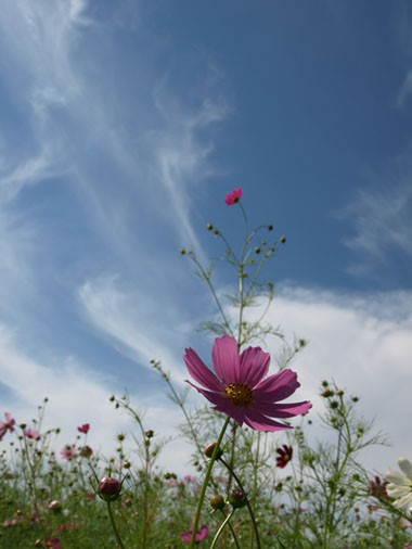 cosmos._e0152210_2226263.jpg