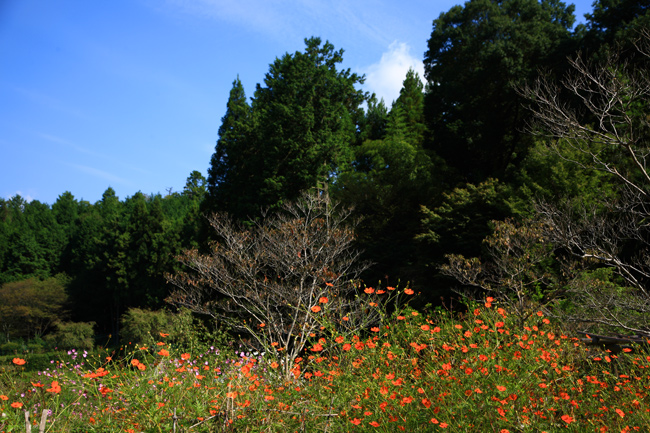 花の郷・滝谷のコスモス_f0181310_21354067.jpg