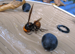 f0232920_17281594.gif