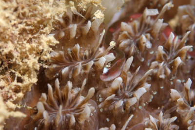 気のなっていた生物達_b0158923_21382720.jpg