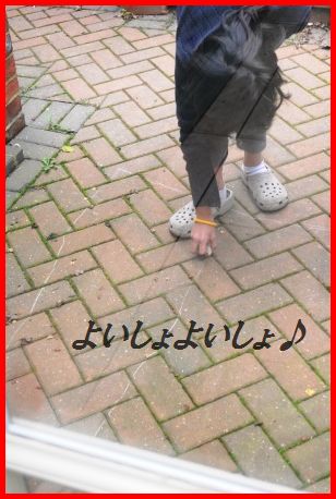 鶏のソテー☆お酢入り野菜たっぷりソース煮_d0104926_053778.jpg