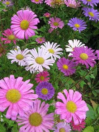 花華やぐ秋の庭_f0234936_2349122.jpg
