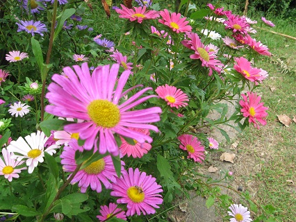 花華やぐ秋の庭_f0234936_2349349.jpg
