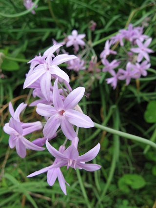 花華やぐ秋の庭_f0234936_23502042.jpg
