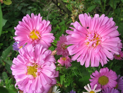 花華やぐ秋の庭_f0234936_23531382.jpg