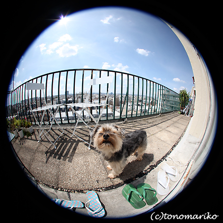 番犬バブー_c0024345_180785.jpg