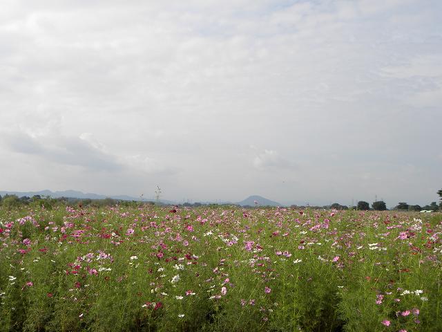 d0131847_2315933.jpg