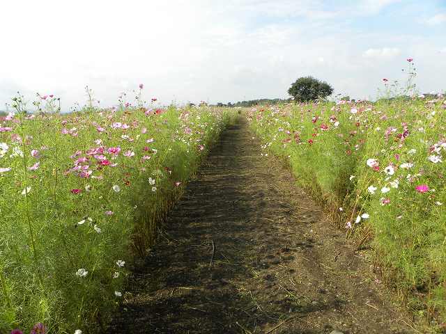 d0131847_2319073.jpg
