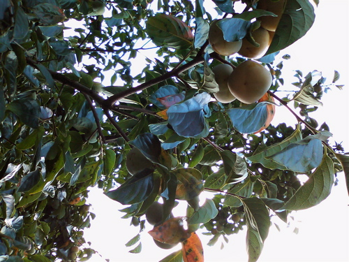d0155148_2125988.jpg