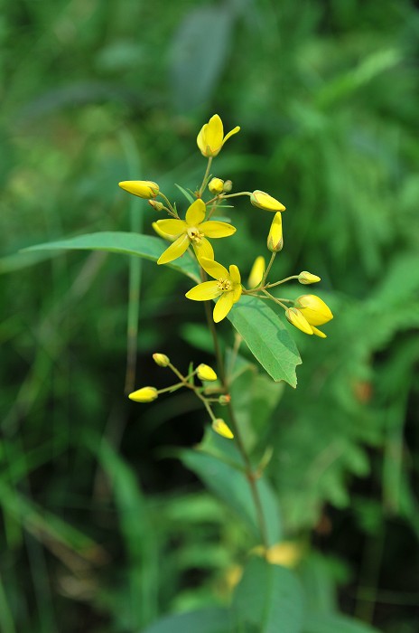 八ヶ岳山麓の花（最終）_c0050853_2141798.jpg