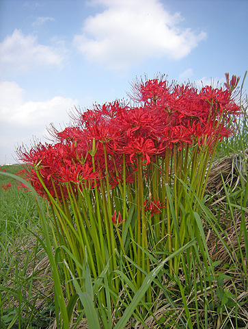 10月1日　青空とヒガンバナ_a0001354_19551731.jpg