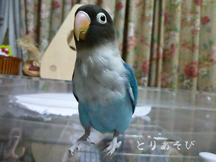 e0147757_2375991.jpg
