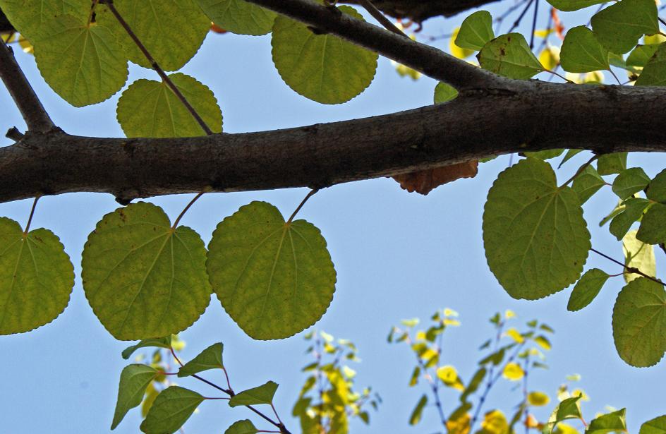 愛染さんと愛染かつら たんぶーらんの戯言
