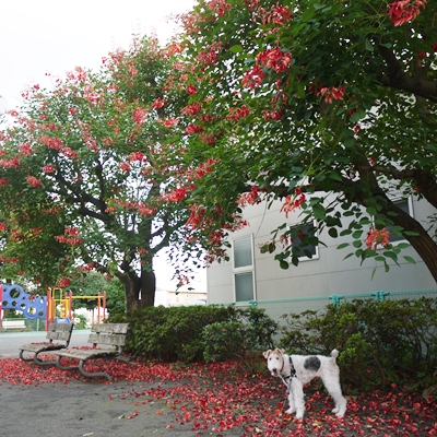 秋に木に咲く赤い花 と あるひ