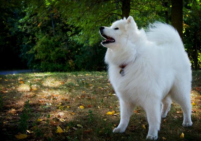 秋だ～ワイン畑収穫～小動物!!～愛犬♪♪♪_e0184881_10182032.jpg