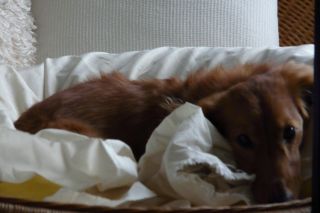 2010年10月1日 恋しい_b0098584_973910.jpg
